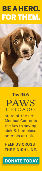 A close-up of a cute puppy looking at the camera, featured in an advertisement for PAWS Chicago. The background is soft and slightly blurred, highlighting the puppy's expressive features.